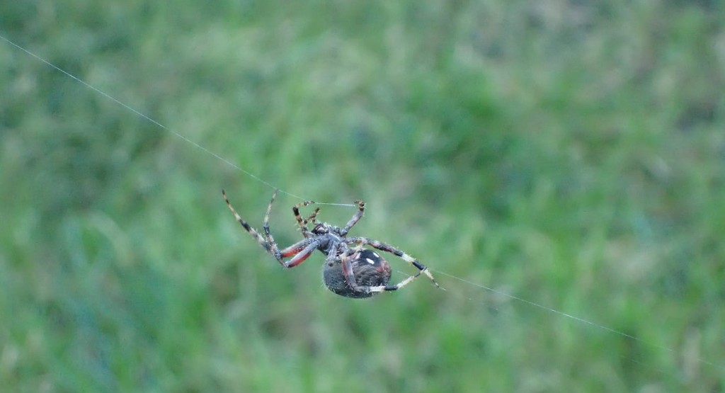 iowa spiders.